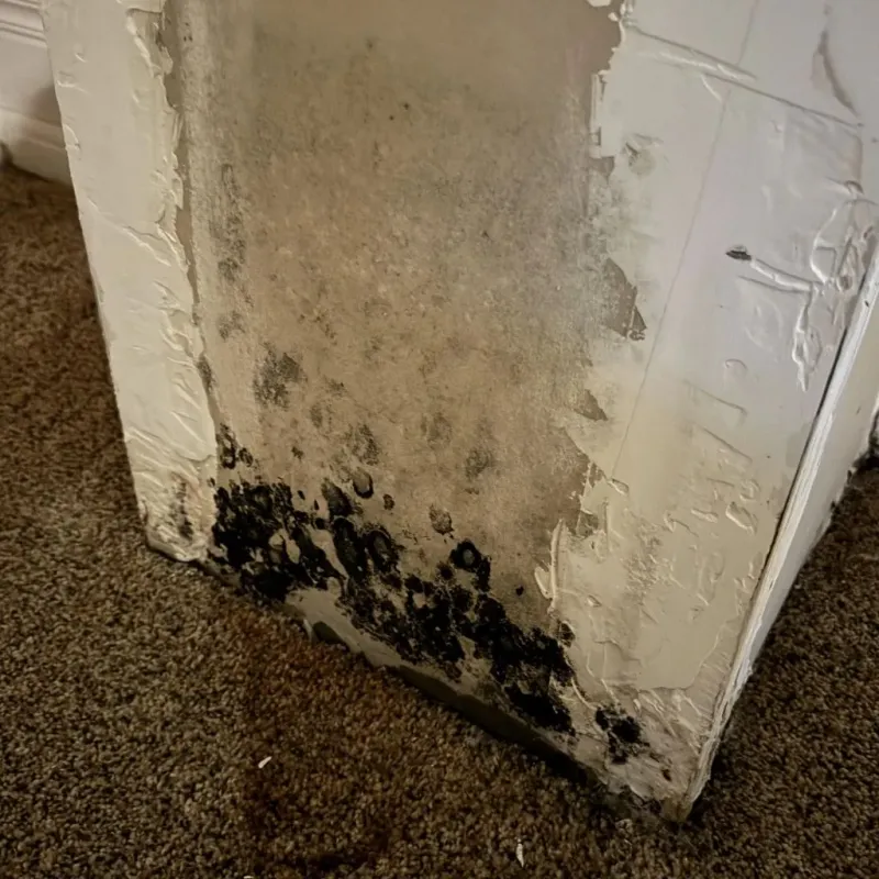 Professional Mold Removal in Jefferson County, WI